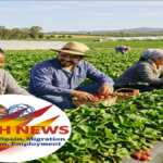 Diverse agricultural workers harvesting strawberries in Huelva with the HIGRH NEWS logo, illustrating employment for refugees and asylum seekers in Spain.